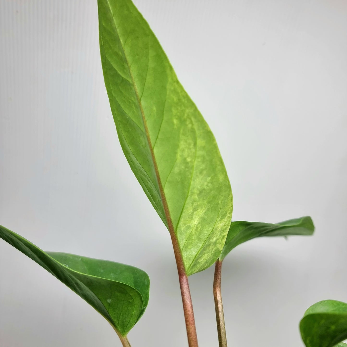 Anthurium hookerii LOW Variegated