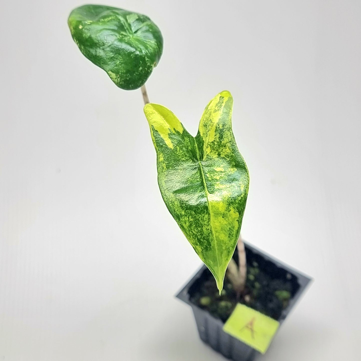 Alocasia zebrina Variegated