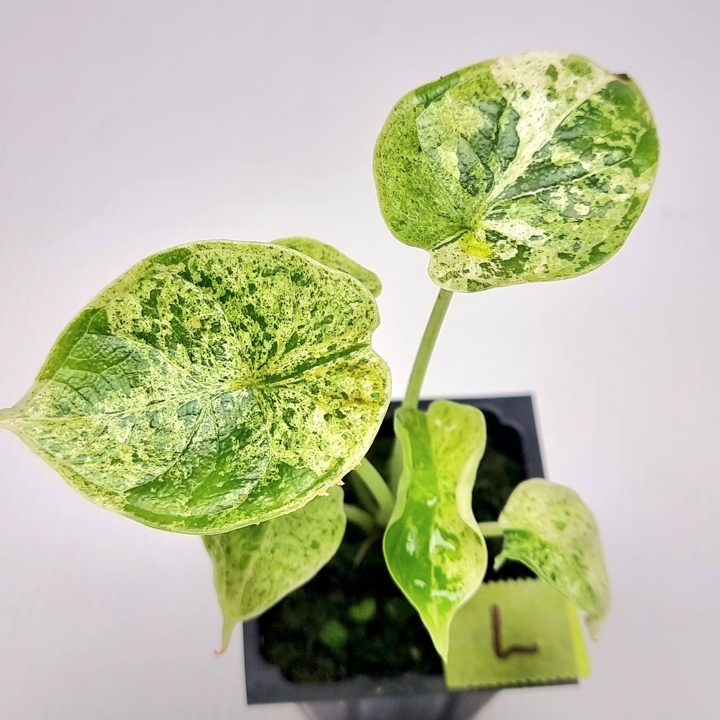 Alocasia Dragon Scale Mint