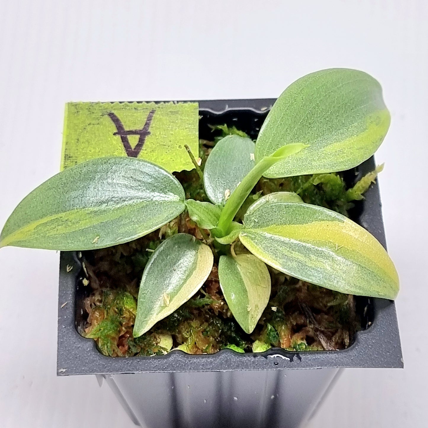 Philodendron Silver Sword Variegated