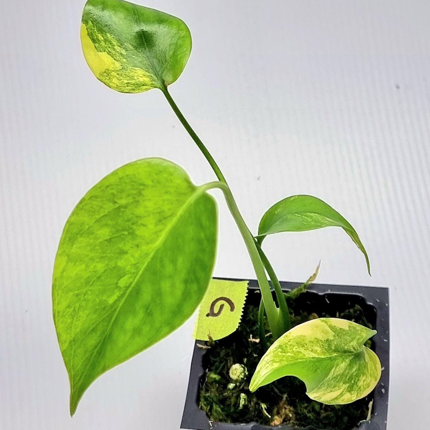 Monstera deliciosa Aurea Variegated (Large Form)