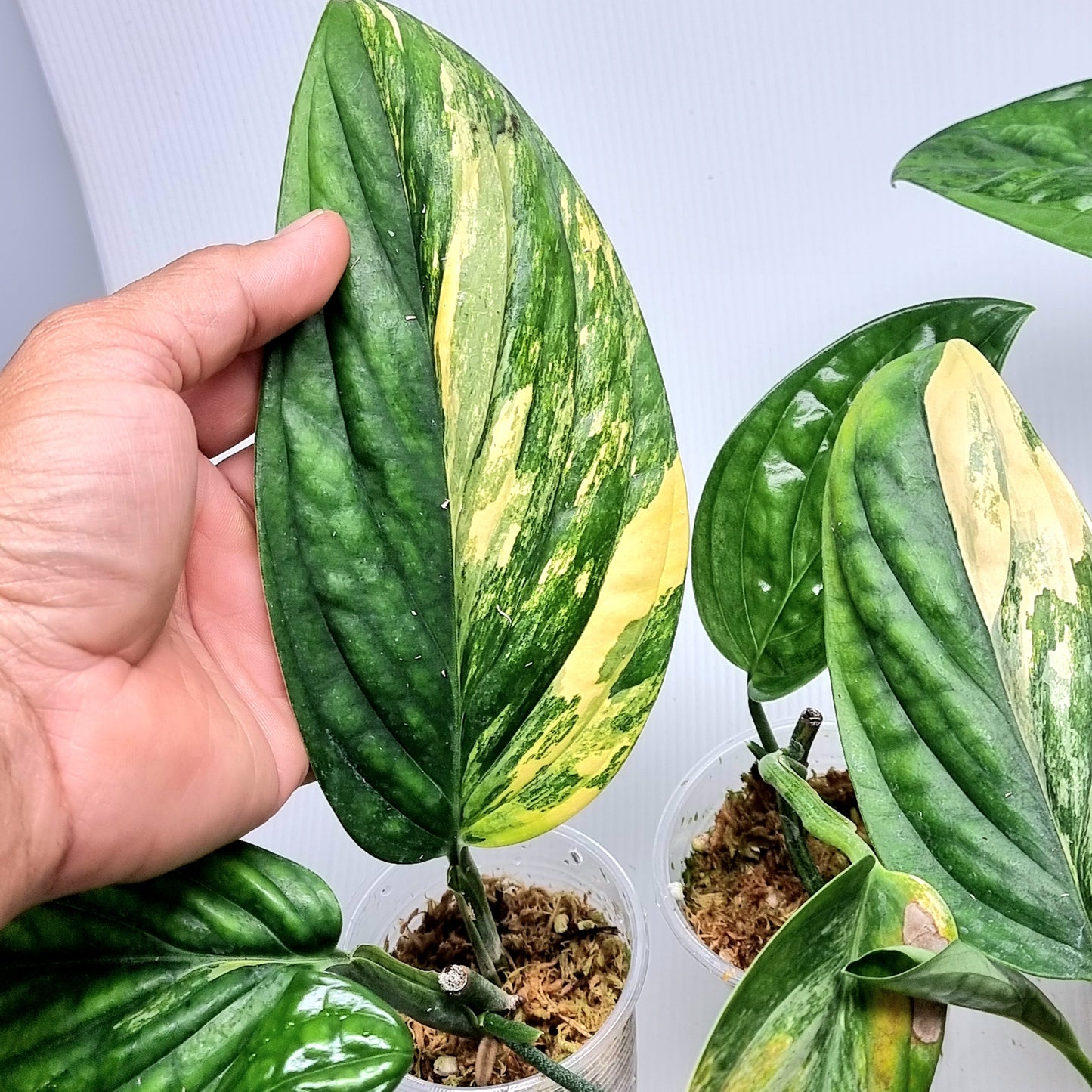 Monstera Peru variegated