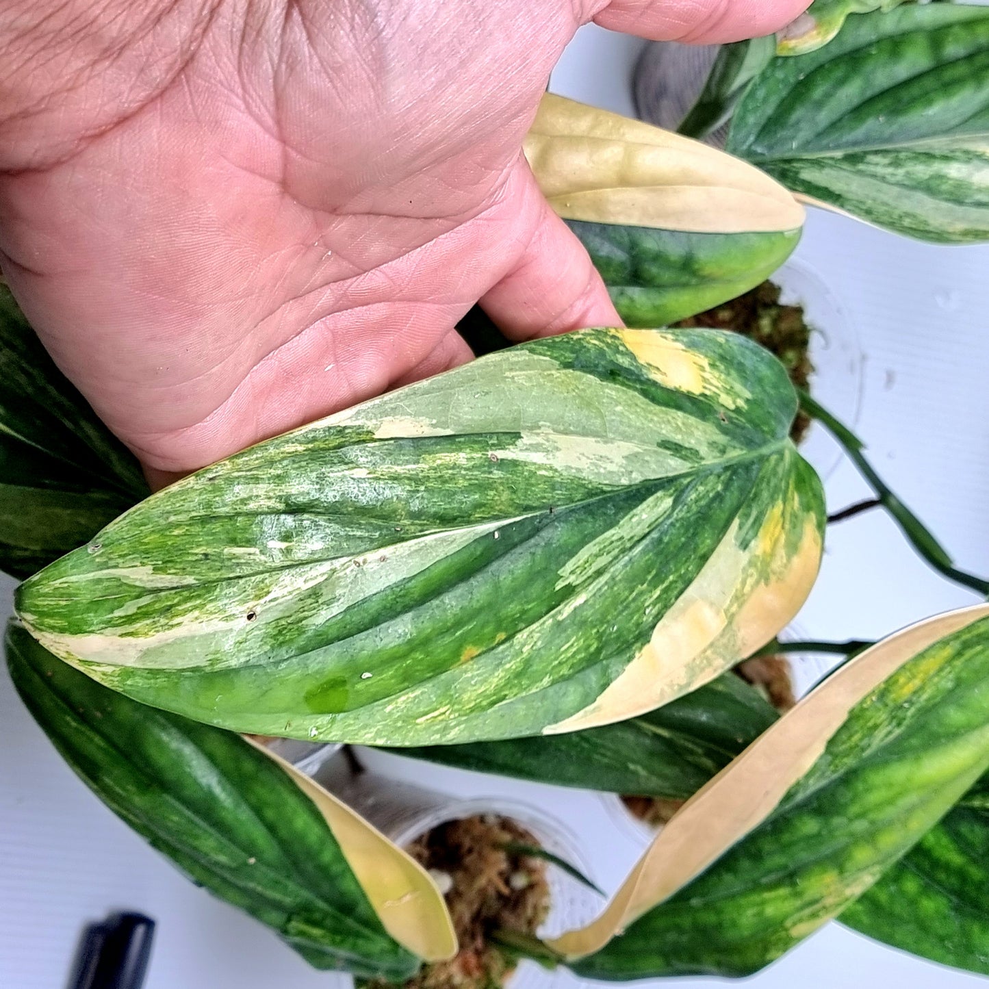 Monstera Peru variegated