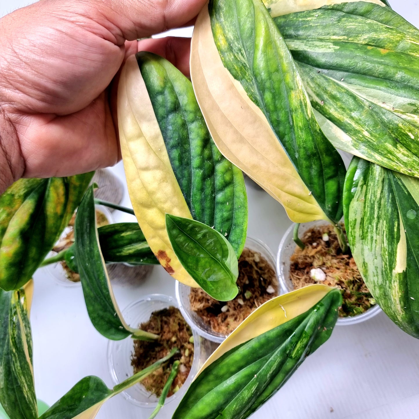 Monstera Peru variegated