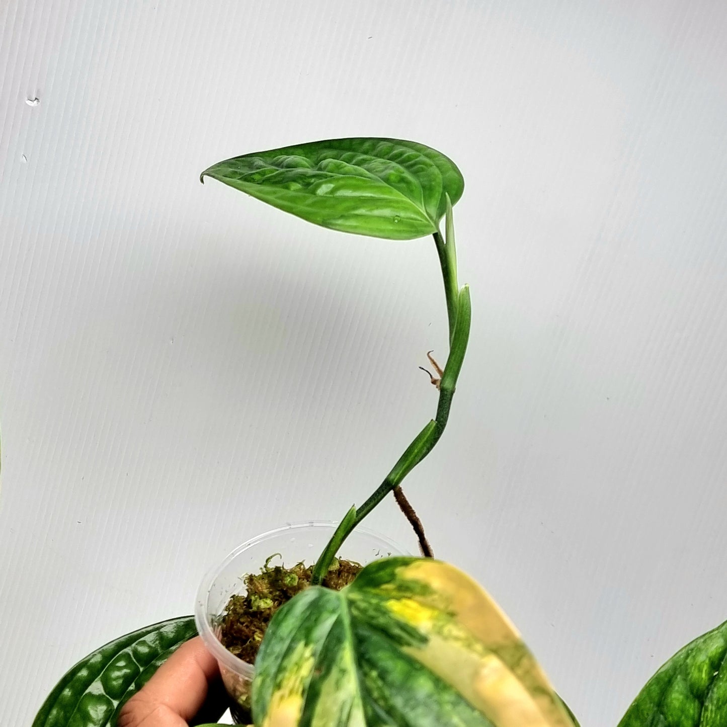 Monstera Peru variegated