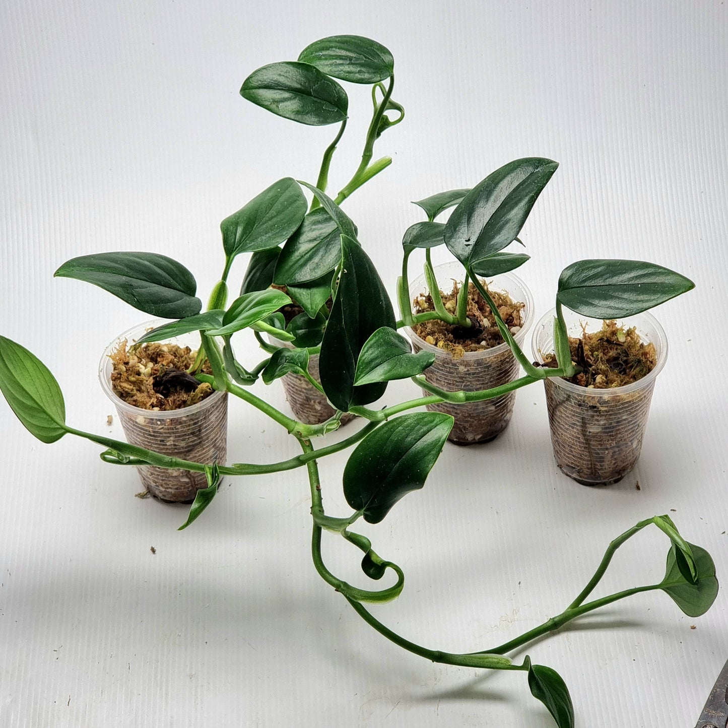 Reverted Monstera Peru