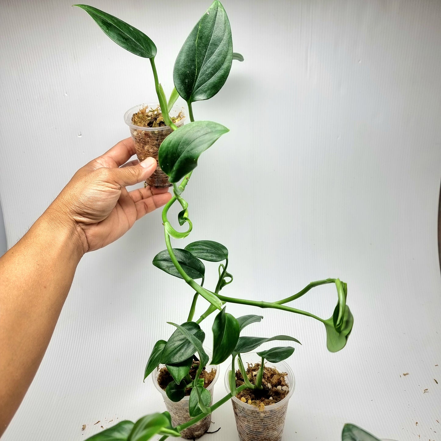 Reverted Monstera Peru