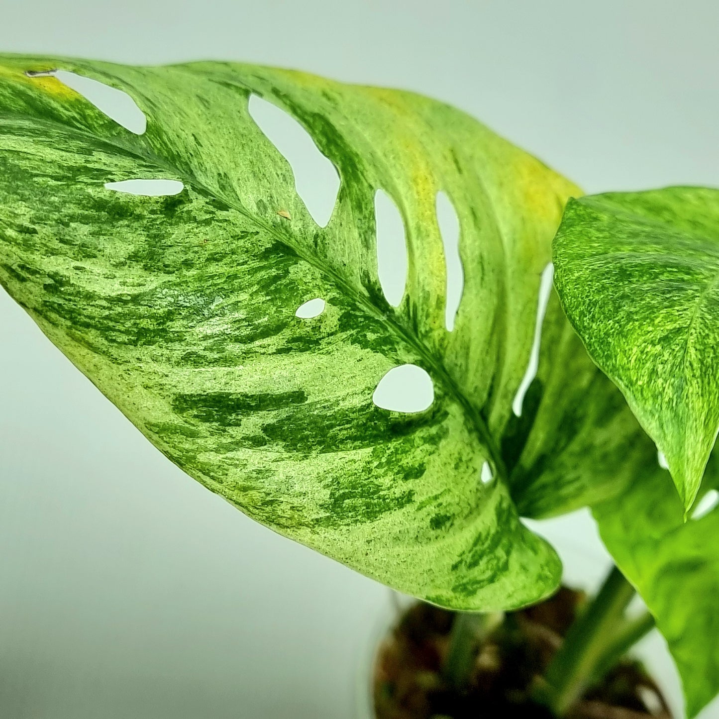 Monstera adansonii ssp laniata Mint variegated