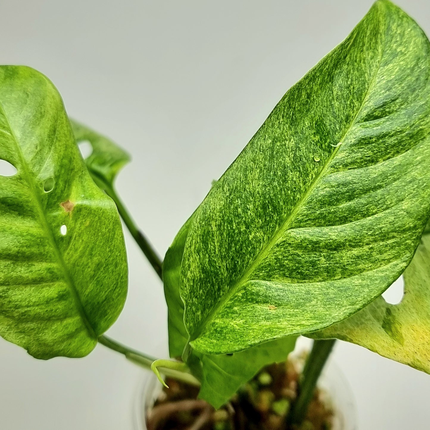 Monstera adansonii ssp laniata Mint variegated