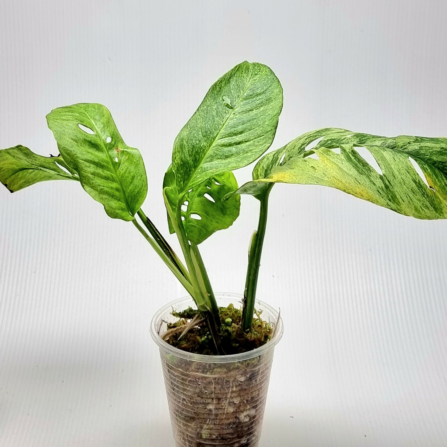 Monstera adansonii ssp laniata Mint variegated