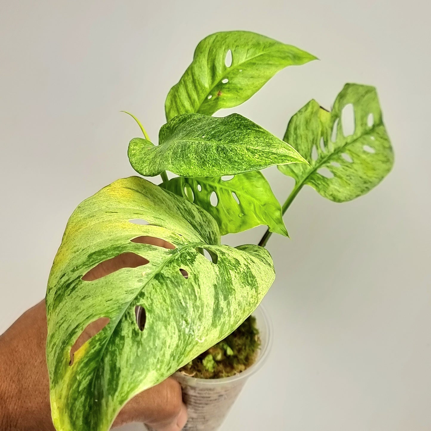 Monstera adansonii ssp laniata Mint variegated