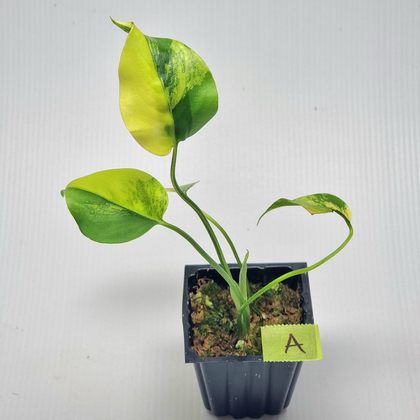 Monstera deliciosa Aurea Variegated (Large Form)