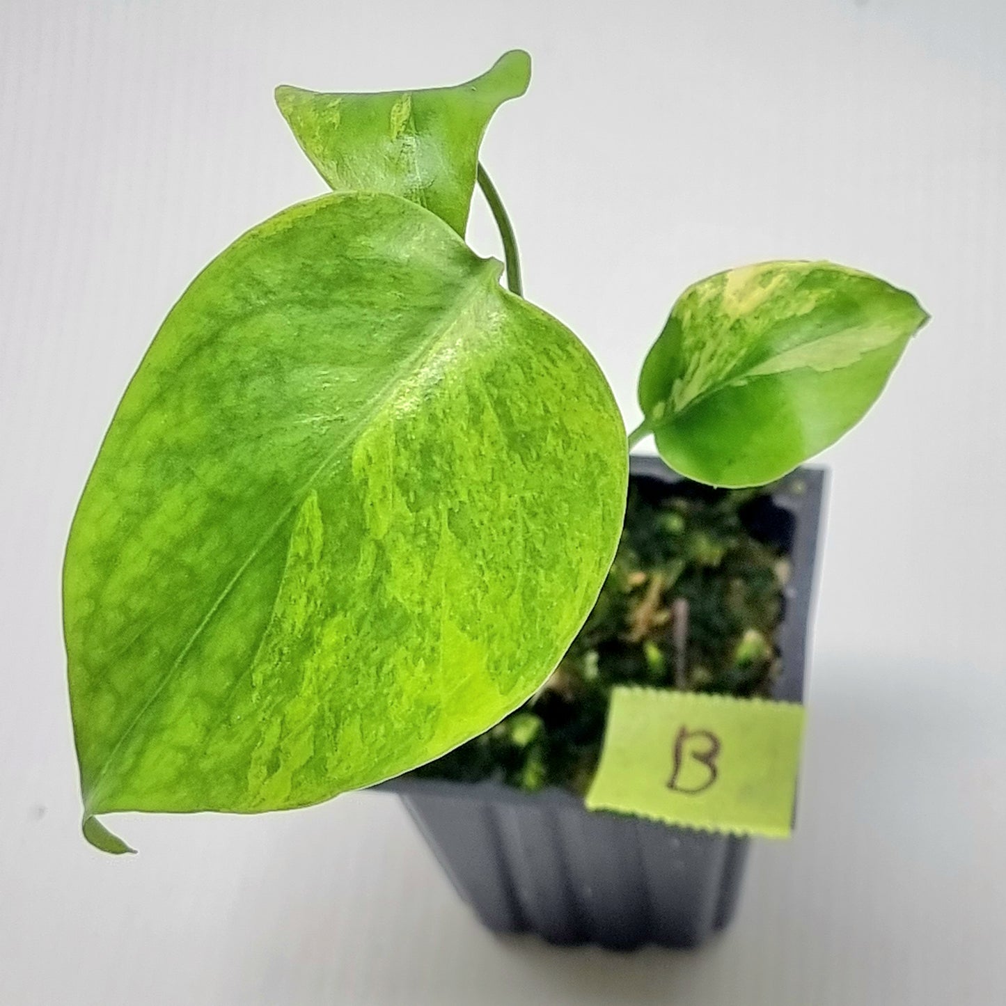 Monstera deliciosa Aurea Variegated (Large Form)