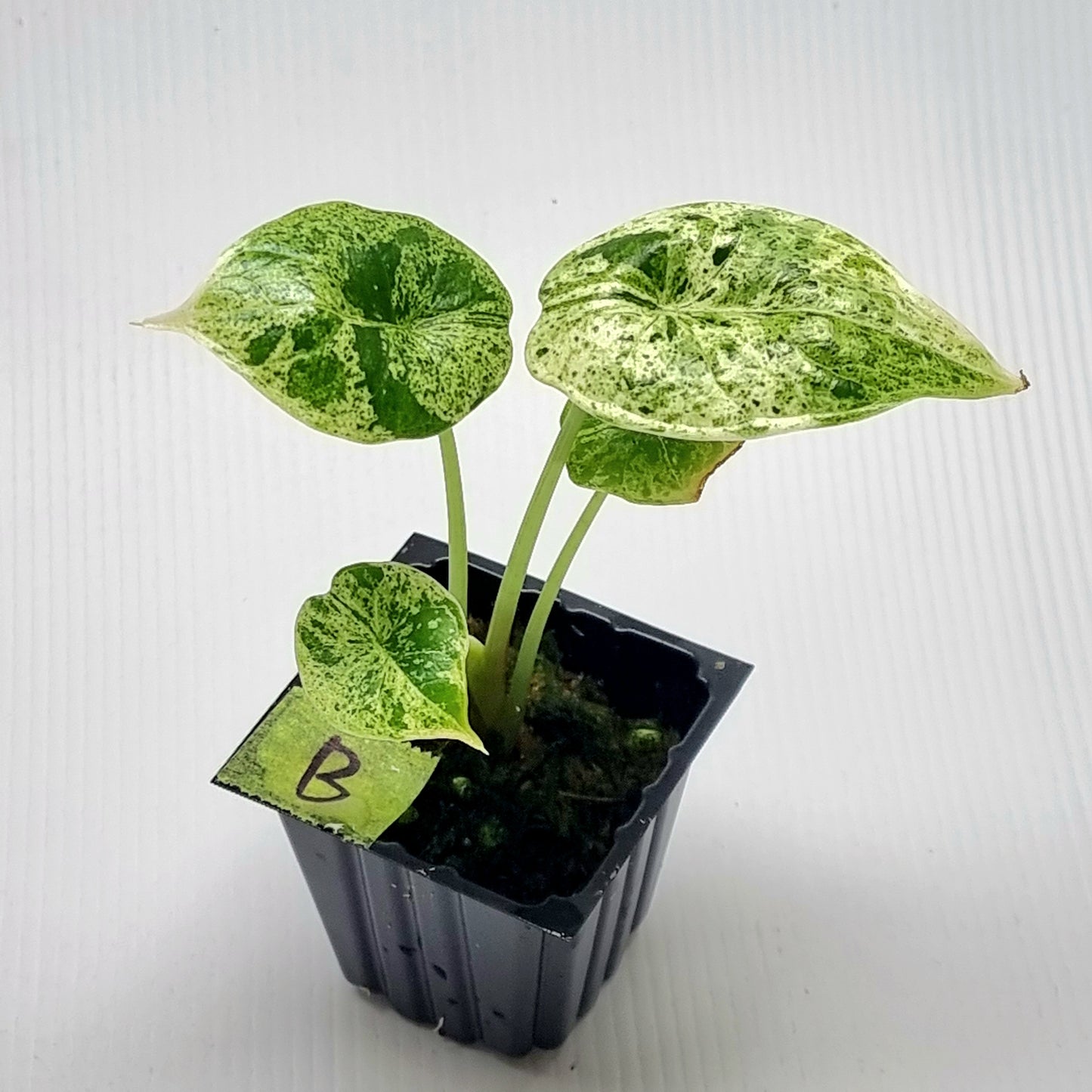 Alocasia Dragon Scale Mint