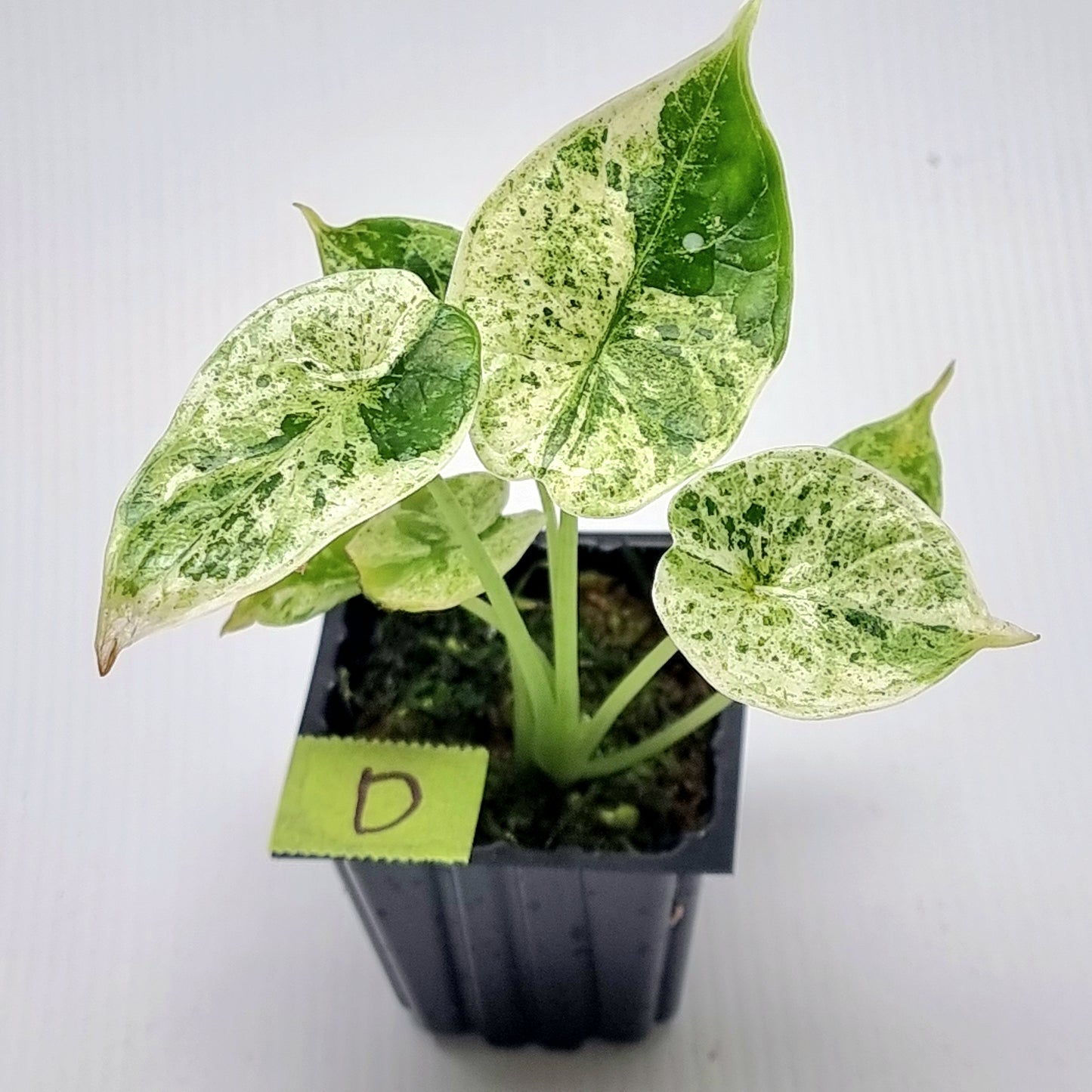 Alocasia Dragon Scale Mint