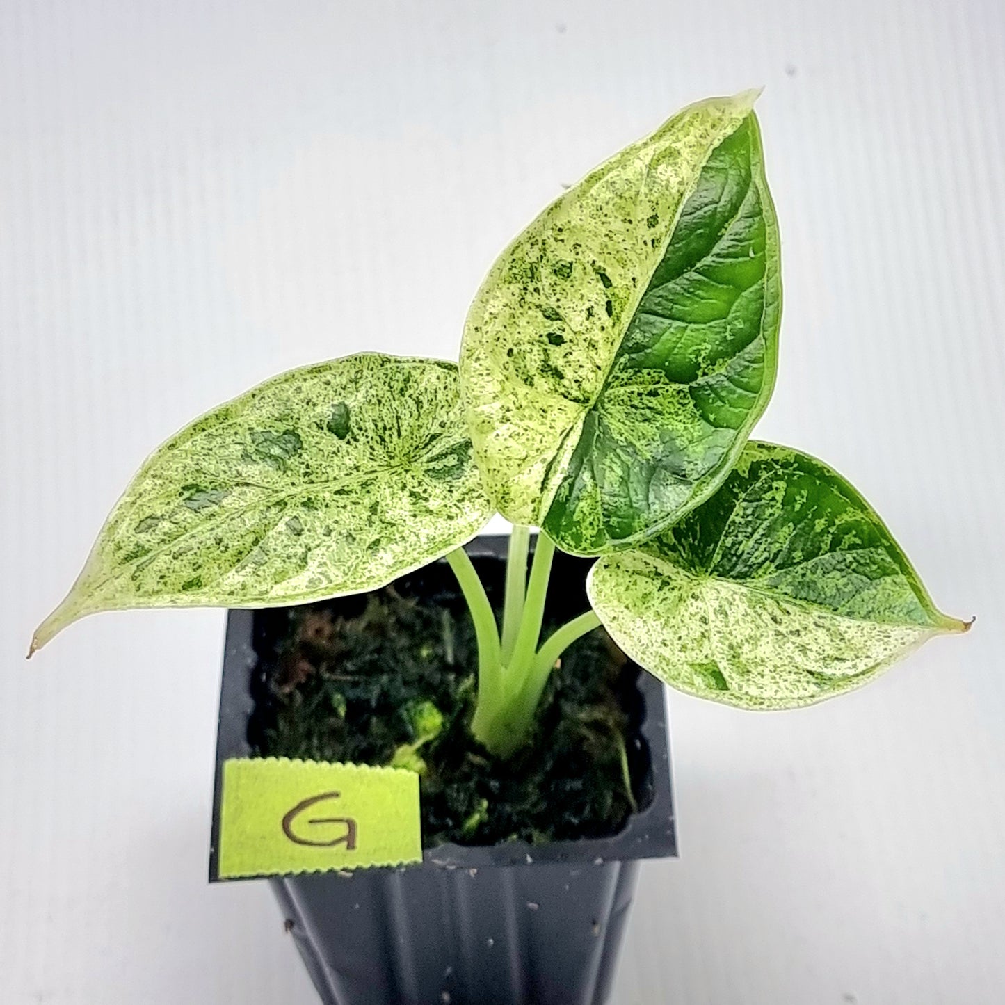 Alocasia Dragon Scale Mint