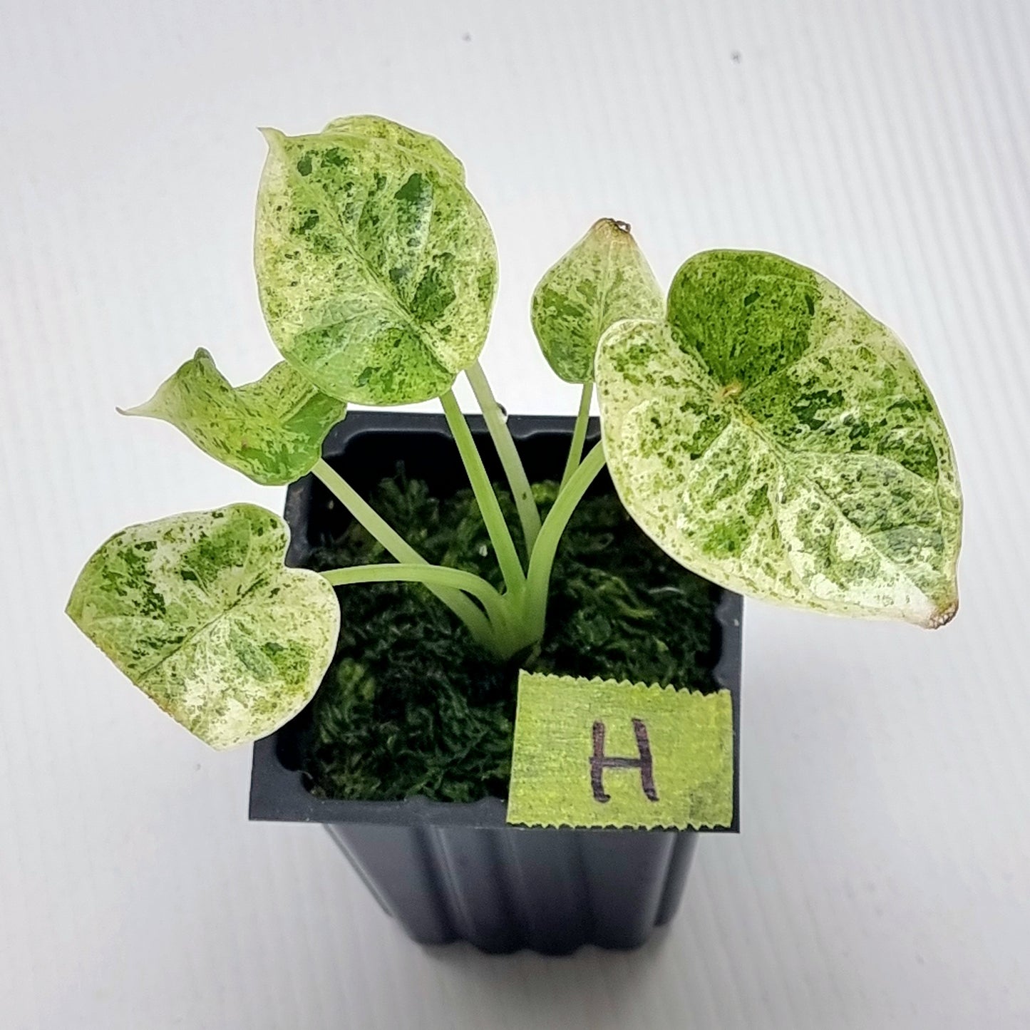 Alocasia Dragon Scale Mint