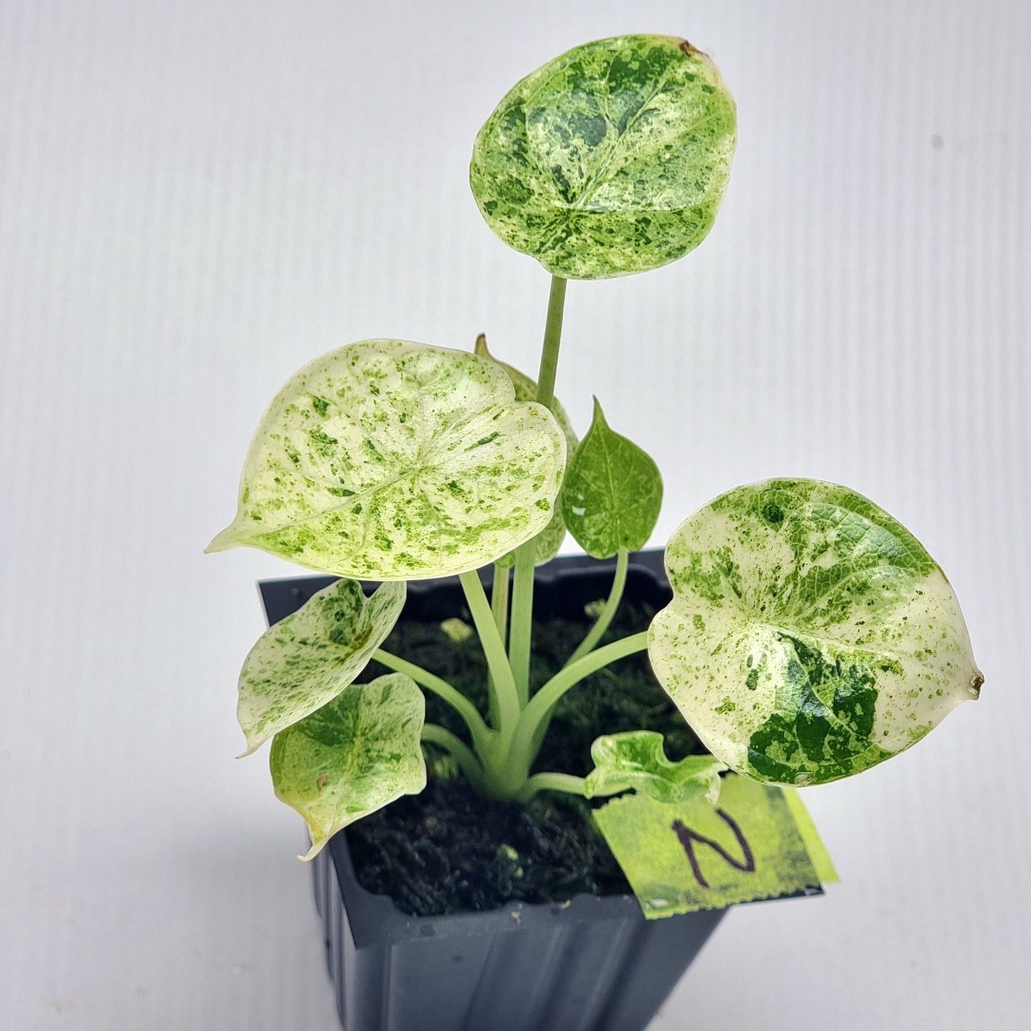 Alocasia Dragon Scale Mint