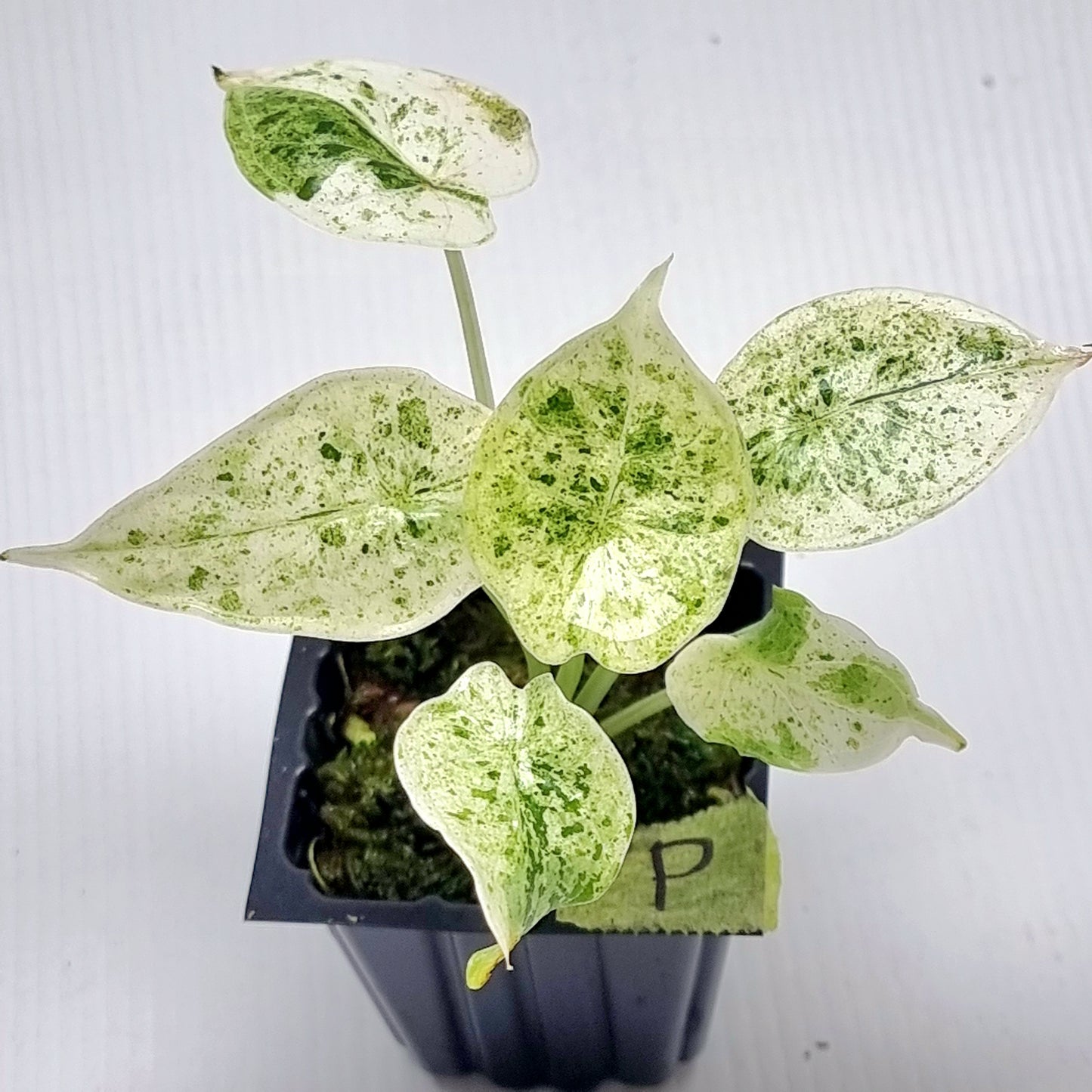 Alocasia Dragon Scale Mint