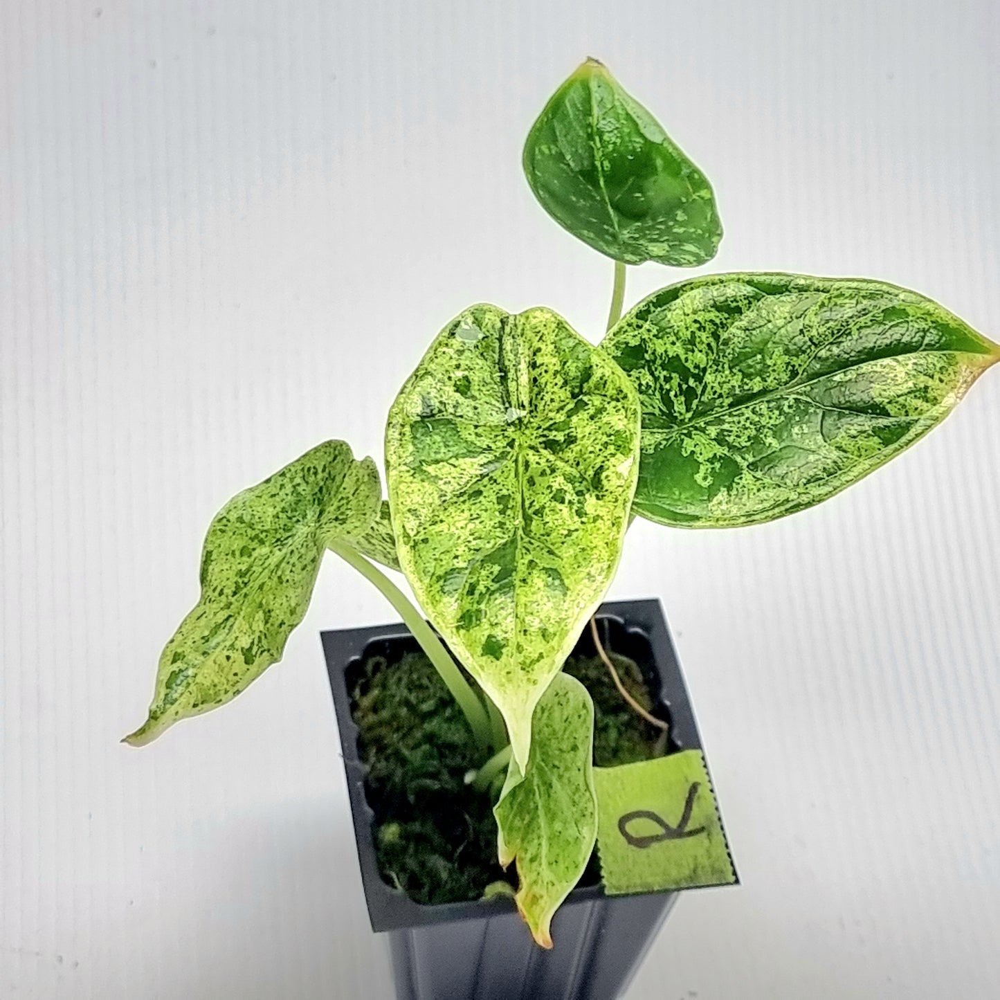 Alocasia Dragon Scale Mint