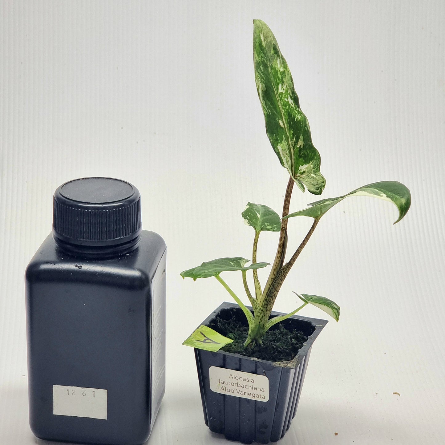 Alocasia Lauterbachiana Albo Variegated