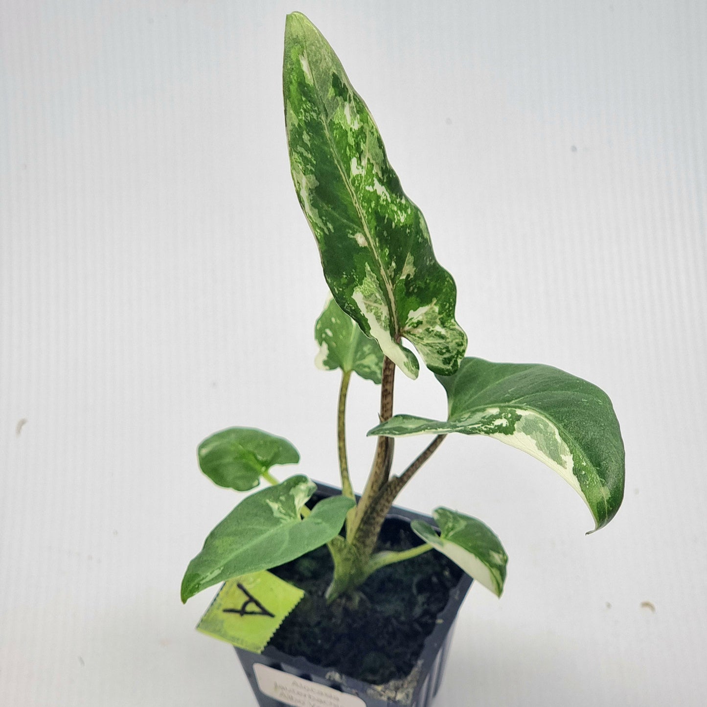 Alocasia Lauterbachiana Albo Variegated