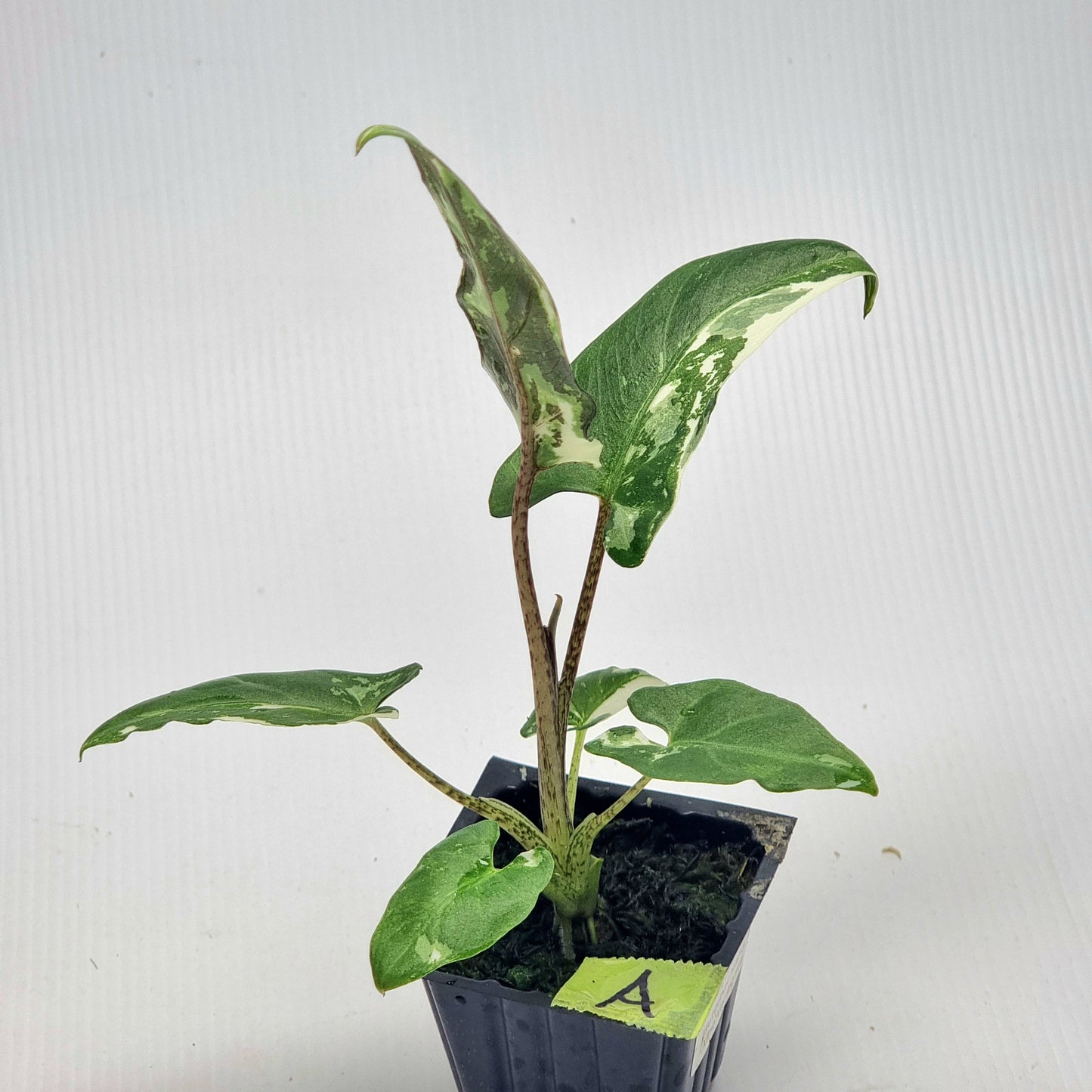 Alocasia Lauterbachiana Albo Variegated