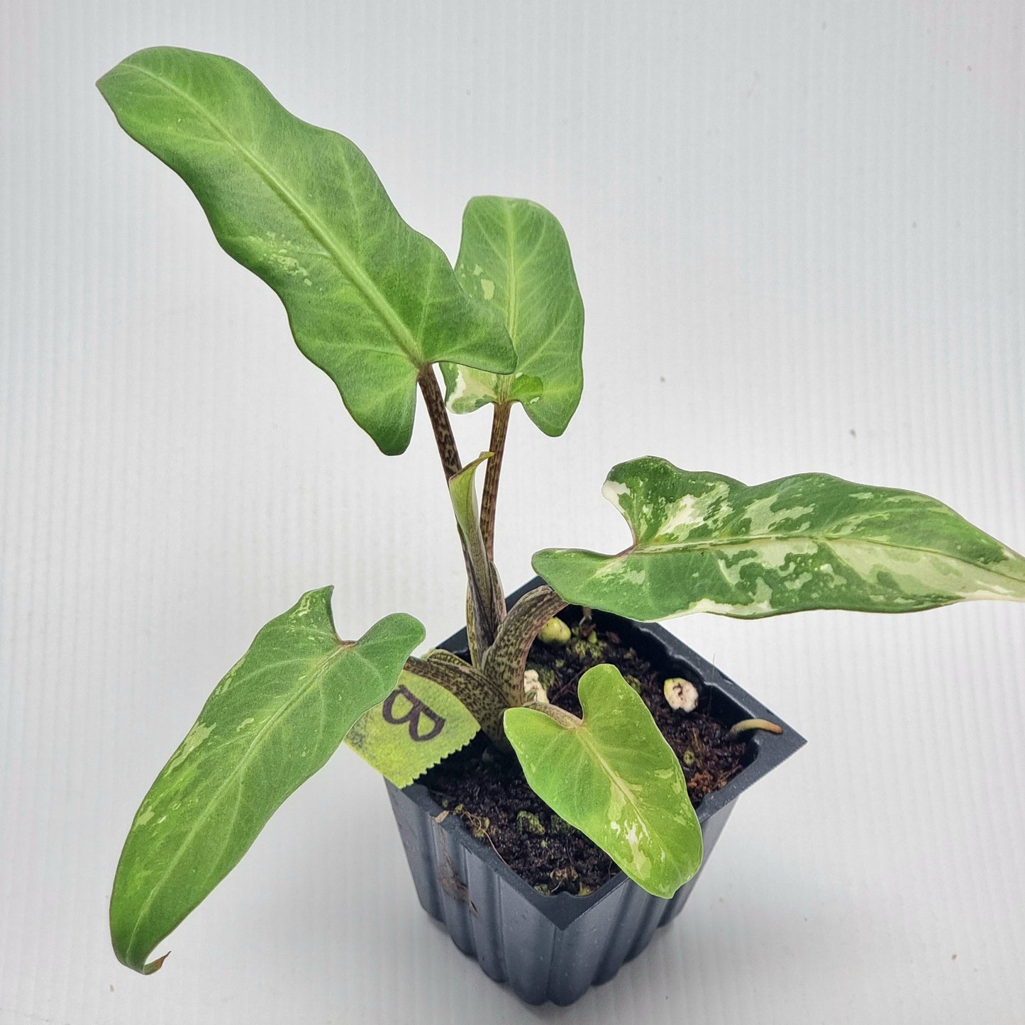 Alocasia Lauterbachiana Albo Variegated