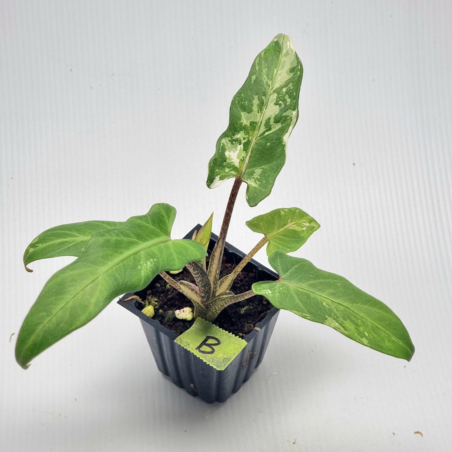 Alocasia Lauterbachiana Albo Variegated