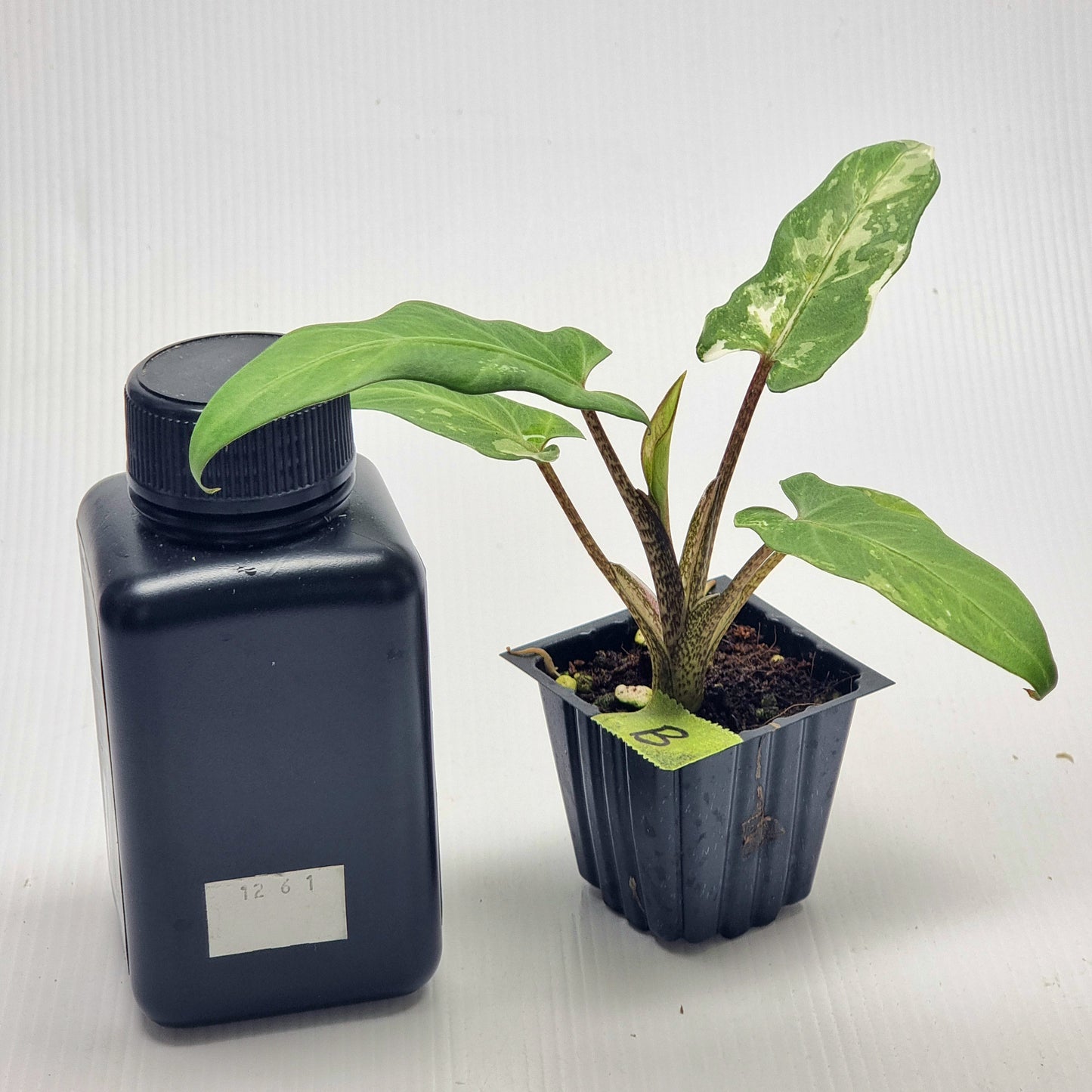 Alocasia Lauterbachiana Albo Variegated