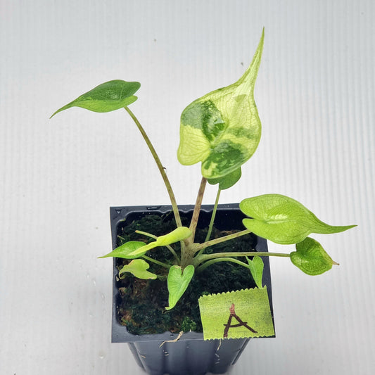 Alocasia Stingray Variegated