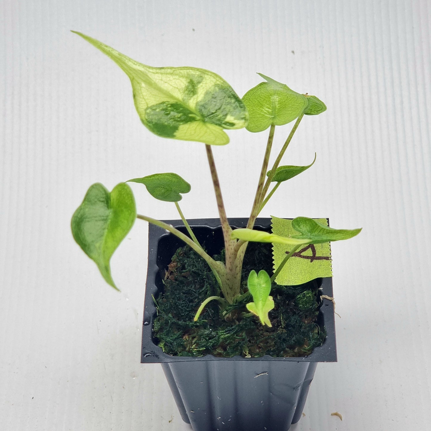 Alocasia Stingray Variegated