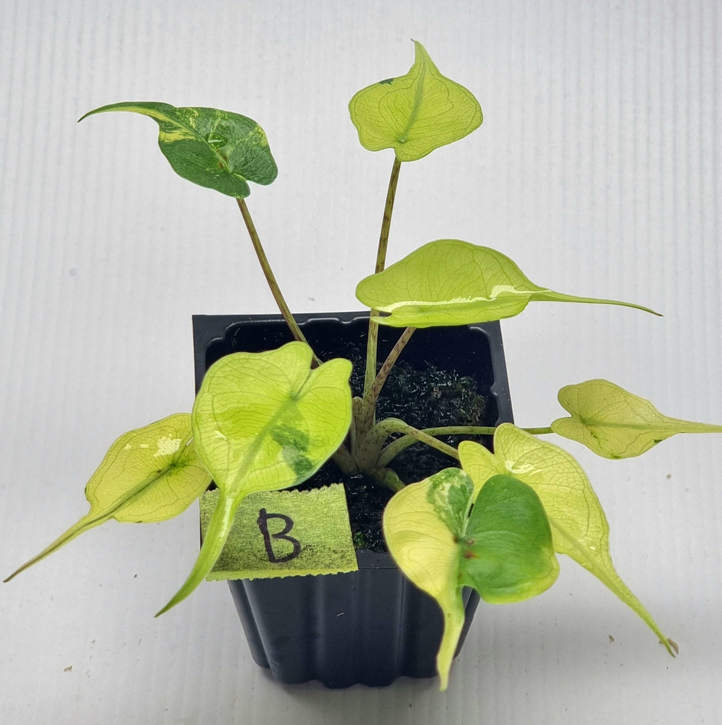 Alocasia Stingray Variegated