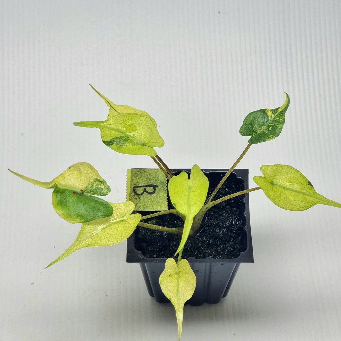 Alocasia Stingray Variegated