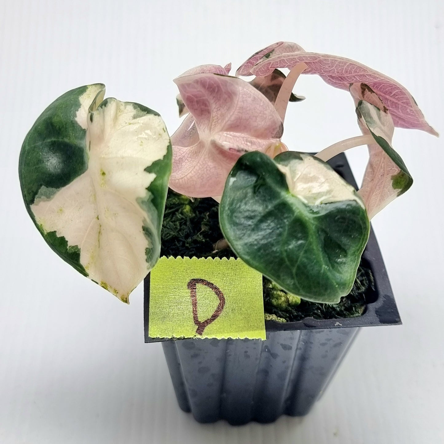 Alocasia Heart Balloon Pink Variegated