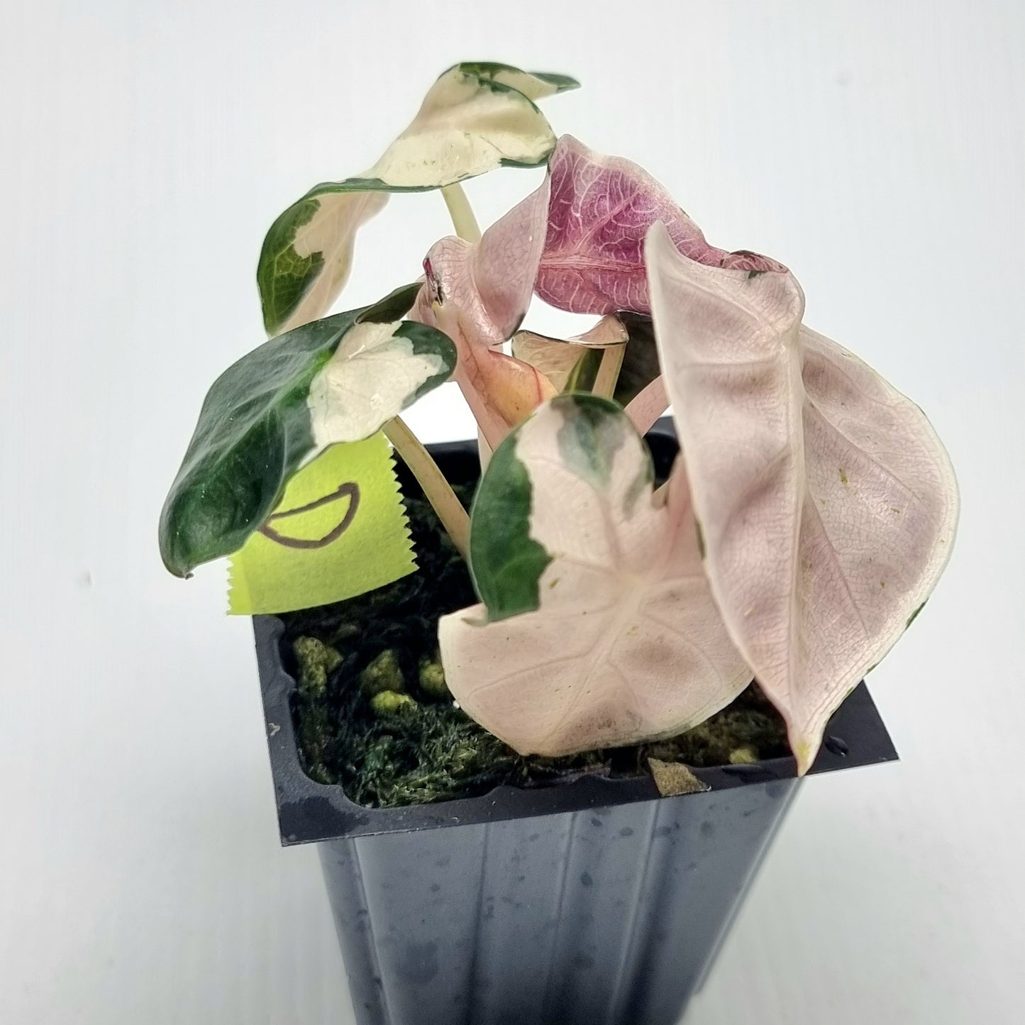 Alocasia Heart Balloon Pink Variegated