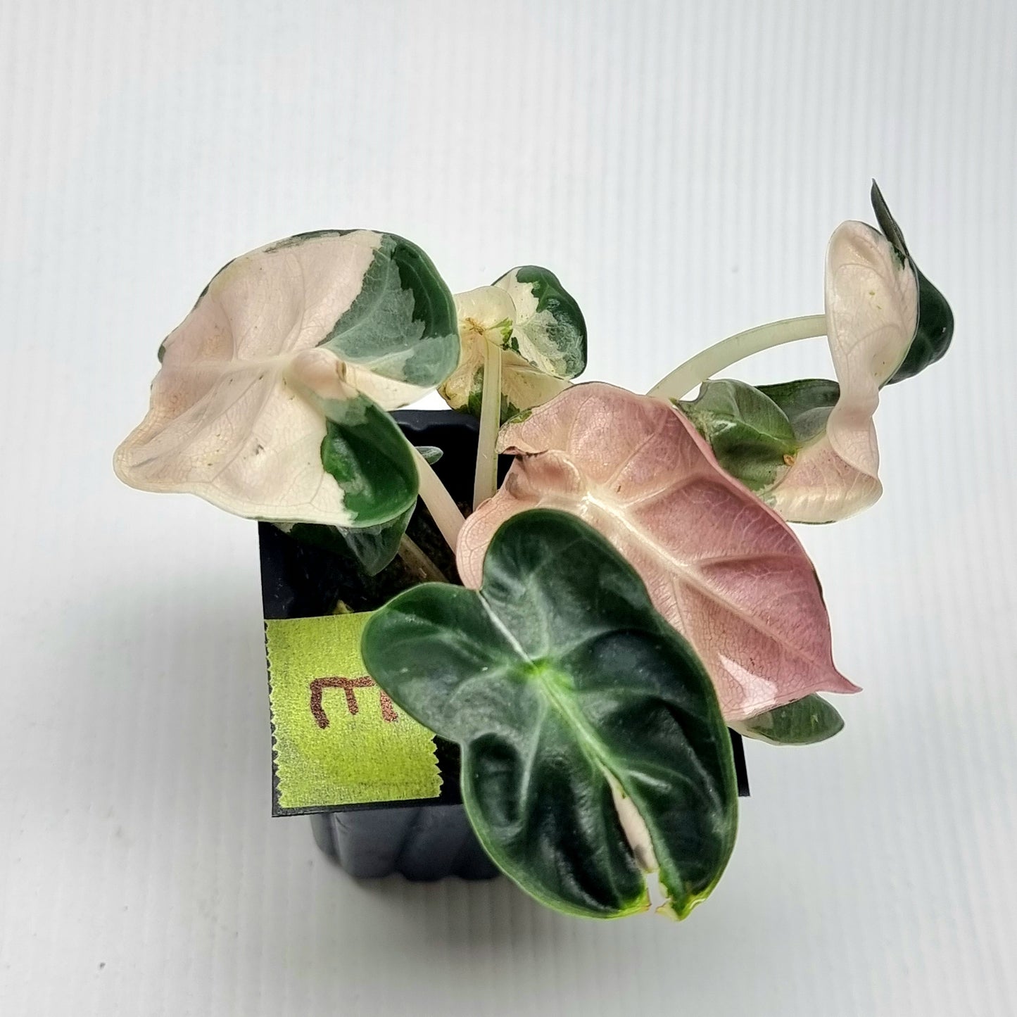 Alocasia Heart Balloon Pink Variegated