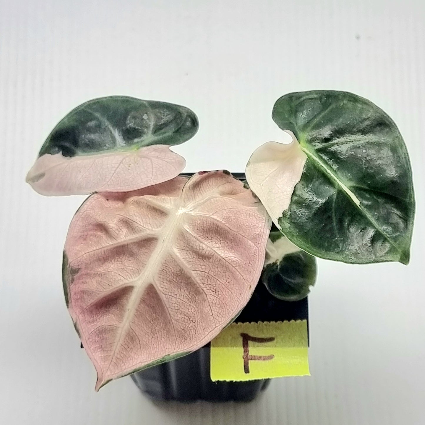 Alocasia Heart Balloon Pink Variegated