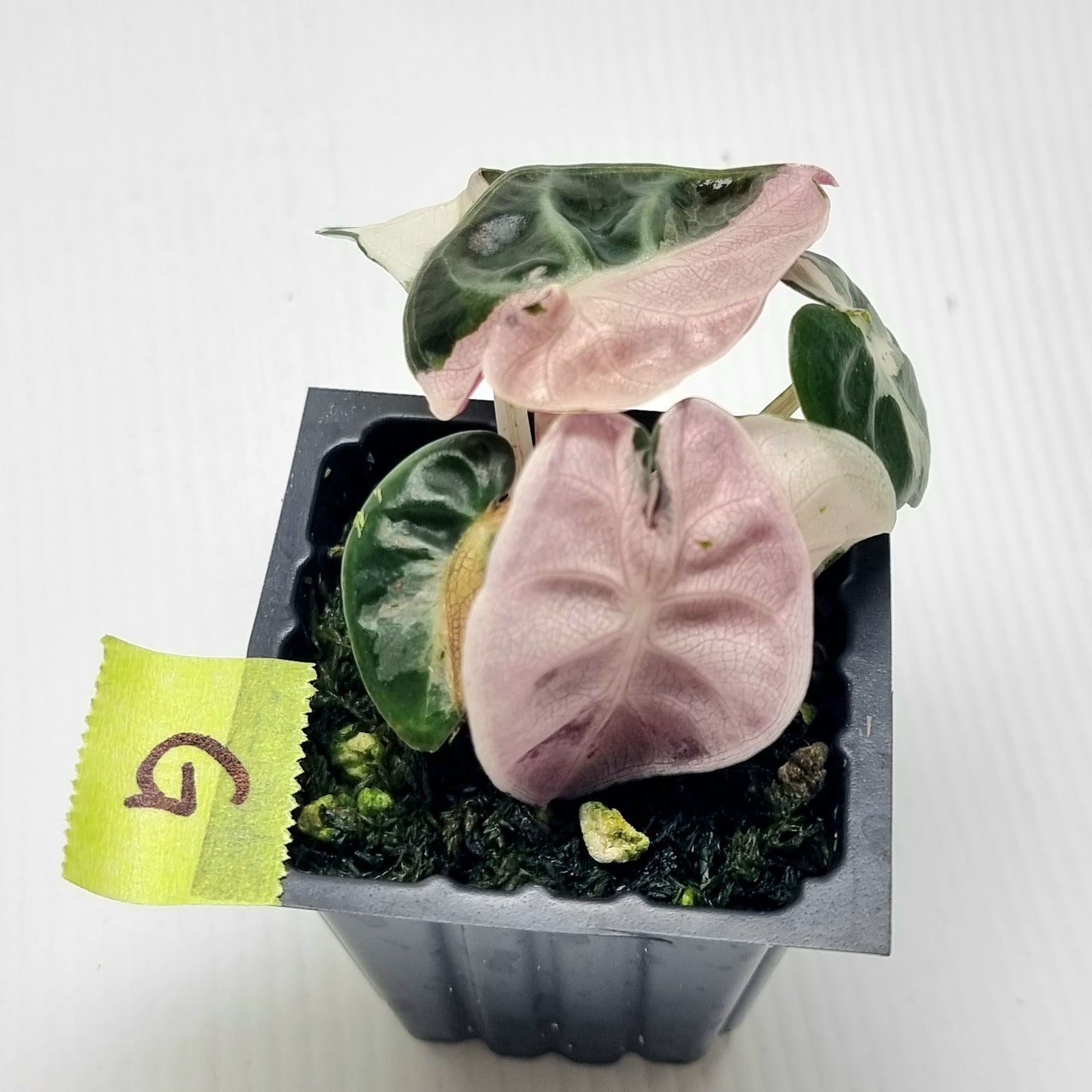 Alocasia Heart Balloon Pink Variegated