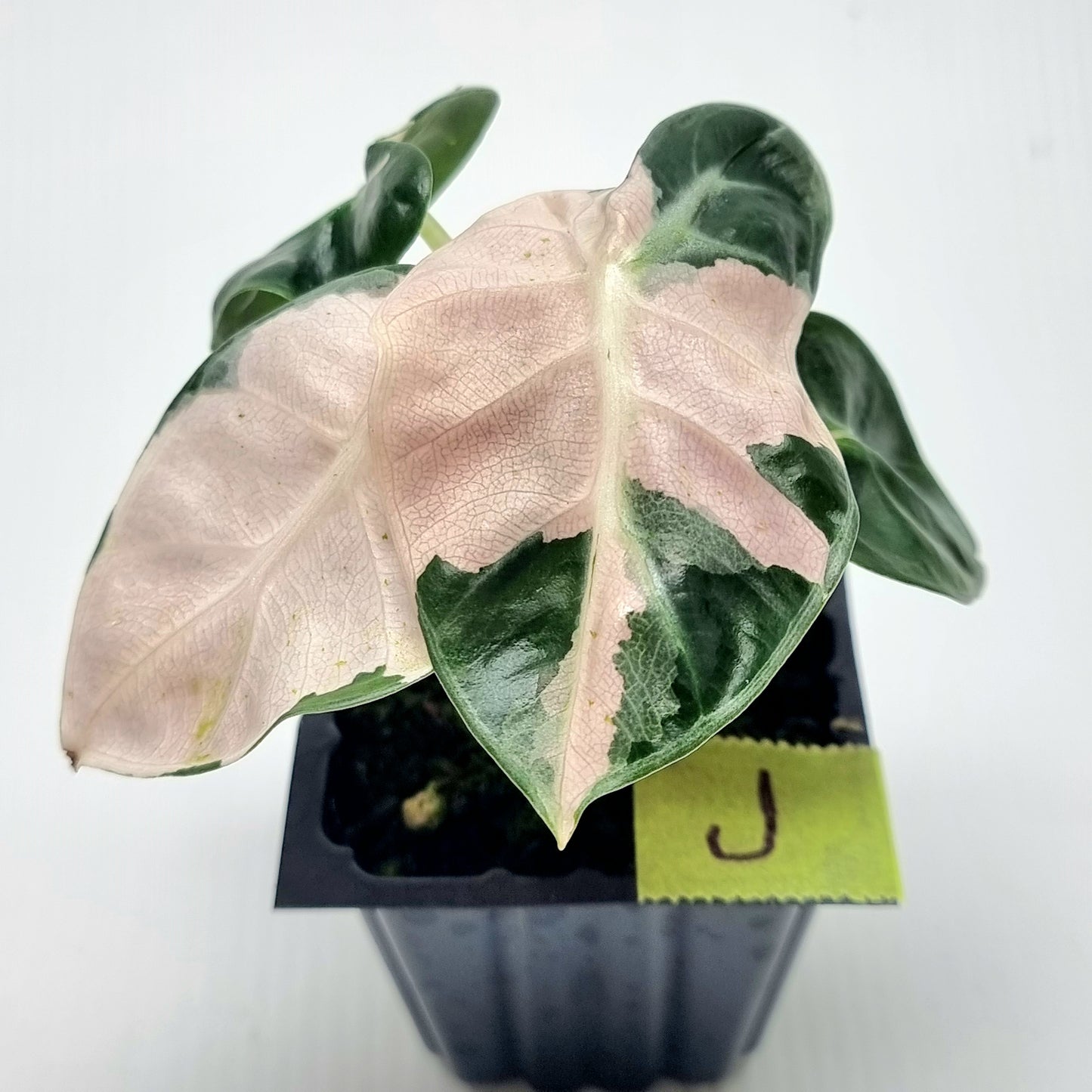 Alocasia Heart Balloon Pink Variegated