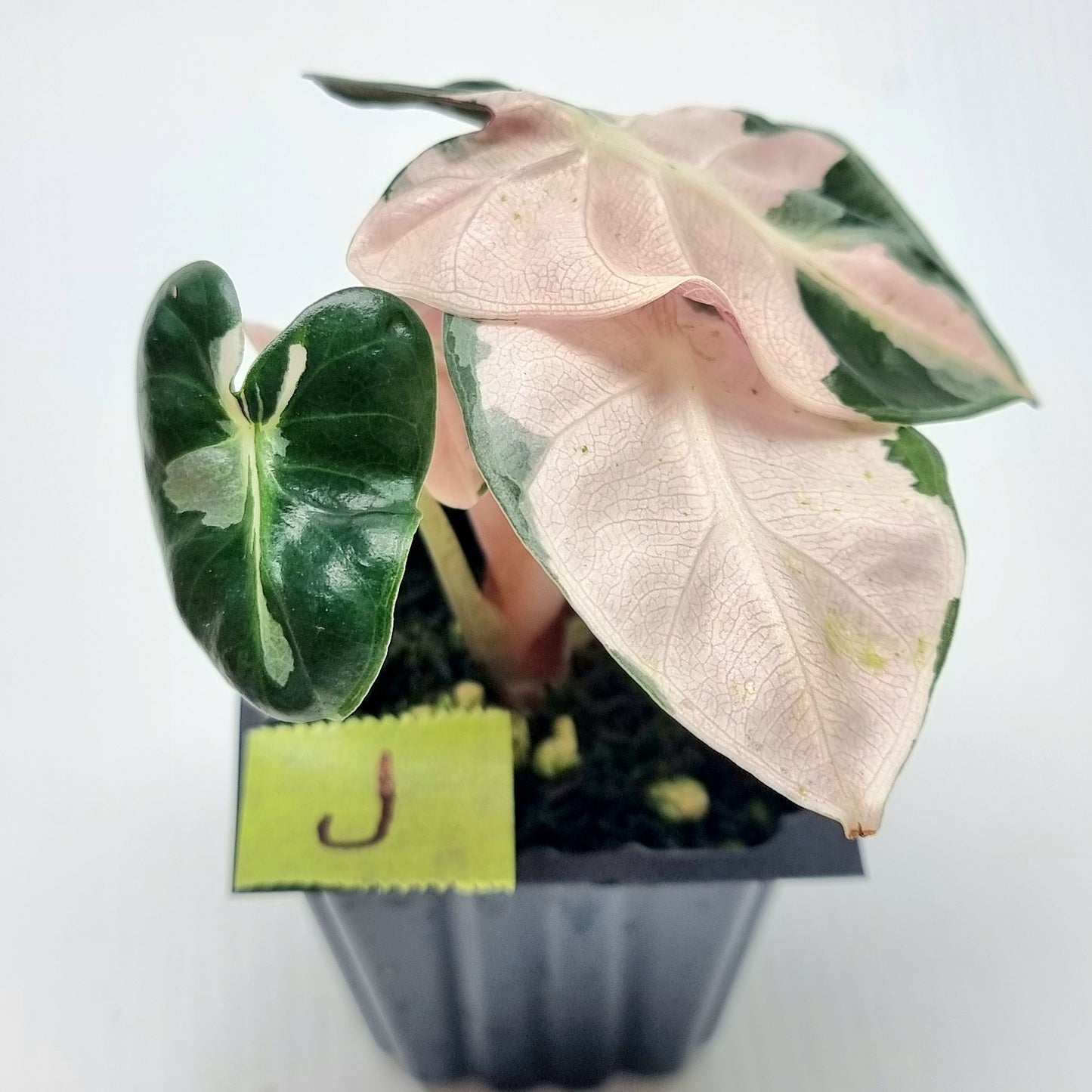 Alocasia Heart Balloon Pink Variegated