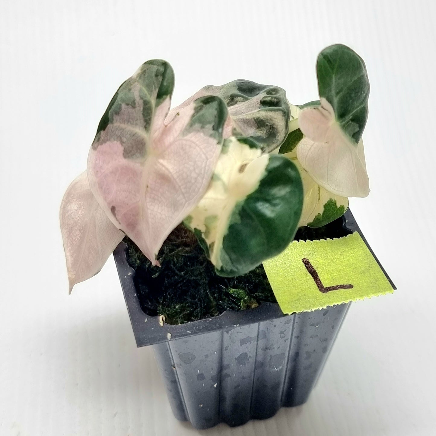 Alocasia Heart Balloon Pink Variegated