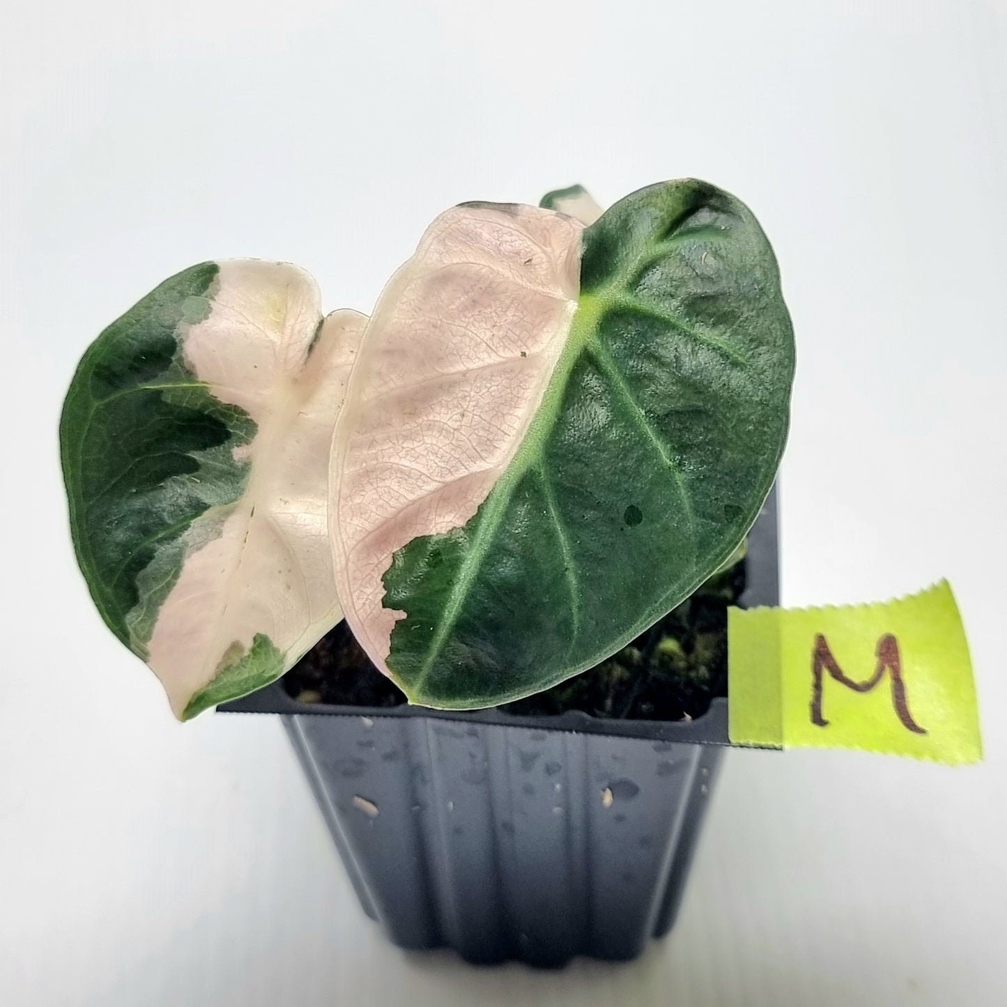 Alocasia Heart Balloon Pink Variegated