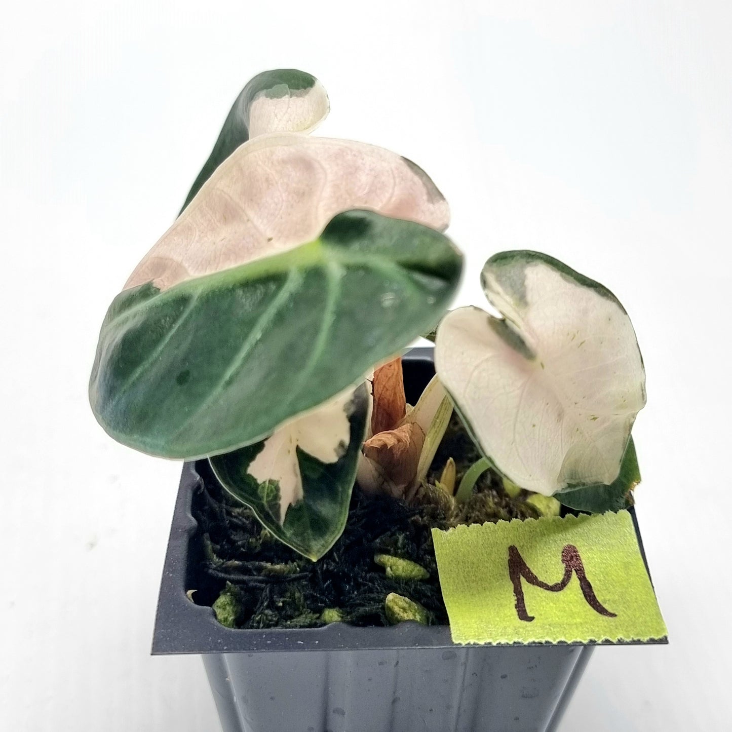 Alocasia Heart Balloon Pink Variegated