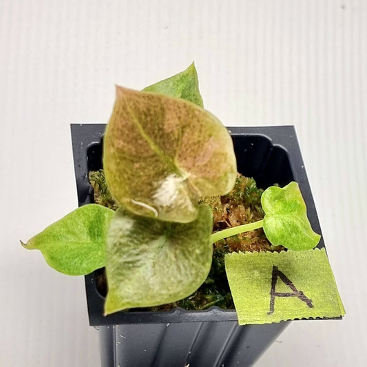 Alocasia cuprea Variegated