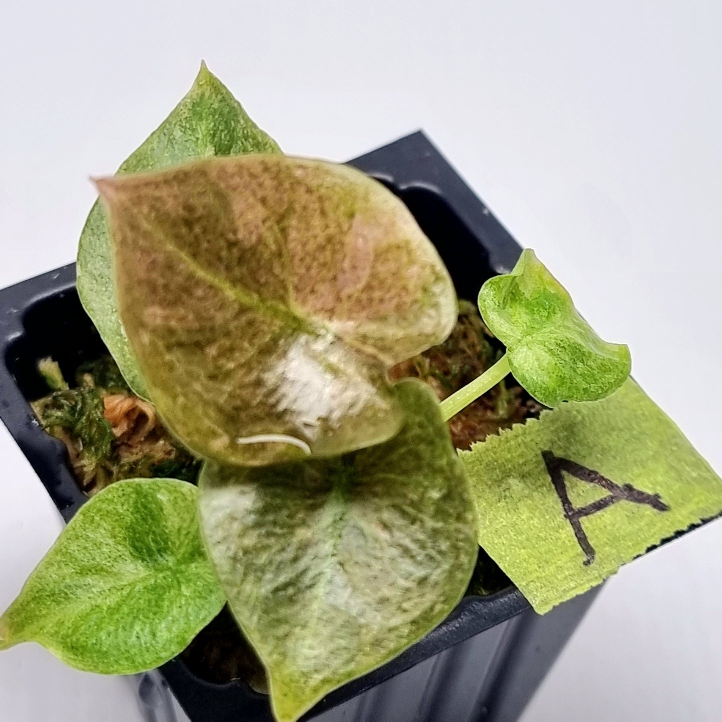 Alocasia cuprea Variegated