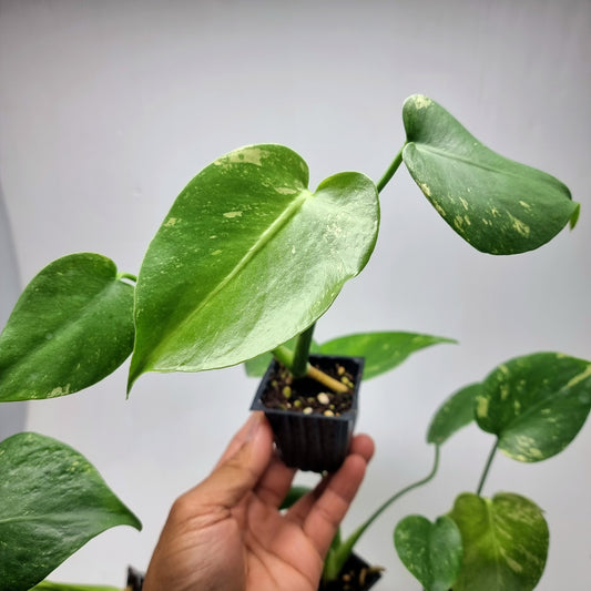 Monstera deliciosa Mint LOW Variegated