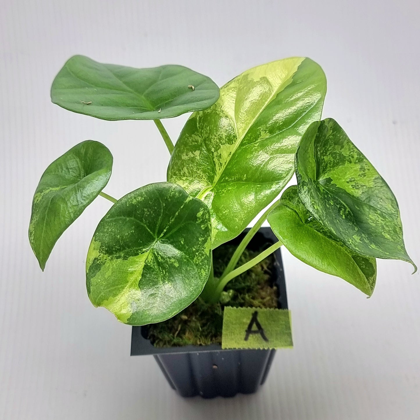 Alocasia sinuata Variegated