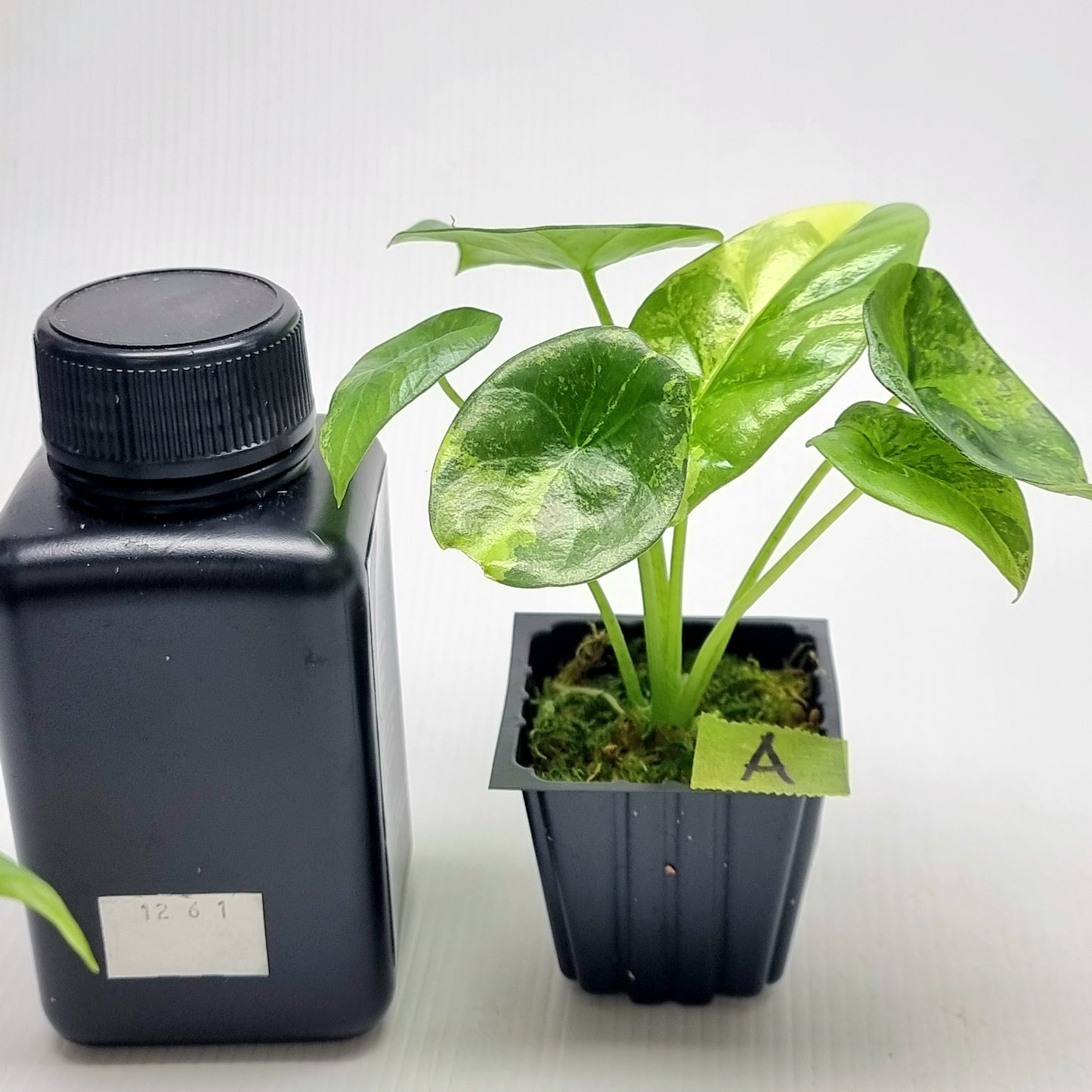 Alocasia sinuata Variegated