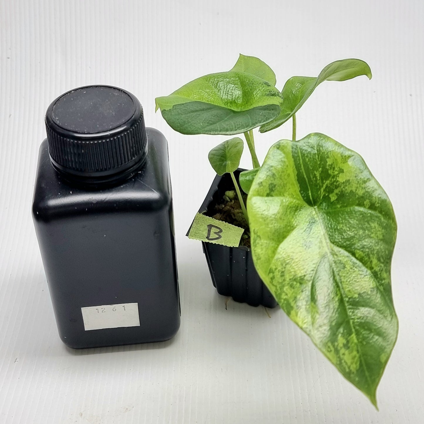 Alocasia sinuata Variegated